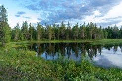 Muddus národní park - Prodloužený víkend v Laponsku (červenec 2022)