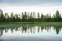 Muddus národní park - Prodloužený víkend v Laponsku (červenec 2022)