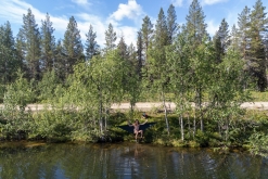 Muddus národní park - Prodloužený víkend v Laponsku (červenec 2022)