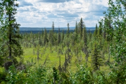 Muddus národní park - Prodloužený víkend v Laponsku (červenec 2022)