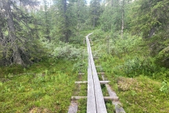 Muddus národní park - Prodloužený víkend v Laponsku (červenec 2022)