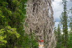 Muddus národní park - Prodloužený víkend v Laponsku (červenec 2022)