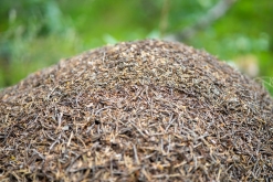 Muddus národní park - Prodloužený víkend v Laponsku (červenec 2022)