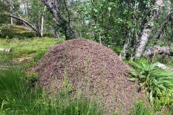 Muddus národní park - Prodloužený víkend v Laponsku (červenec 2022)