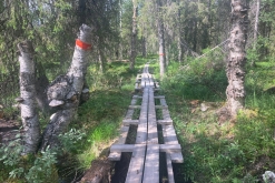 Muddus národní park - Prodloužený víkend v Laponsku (červenec 2022)