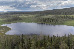 Muddus národní park - Prodloužený víkend v Laponsku (červenec 2022)