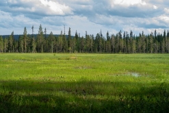 Muddus národní park - Prodloužený víkend v Laponsku (červenec 2022)
