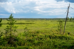 Muddus národní park - Prodloužený víkend v Laponsku (červenec 2022)
