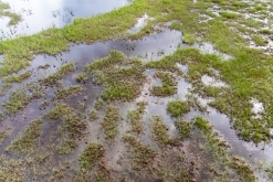 Muddus národní park - Prodloužený víkend v Laponsku (červenec 2022)