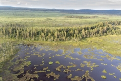 Muddus národní park - Prodloužený víkend v Laponsku (červenec 2022)