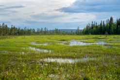 Muddus národní park - Prodloužený víkend v Laponsku (červenec 2022)