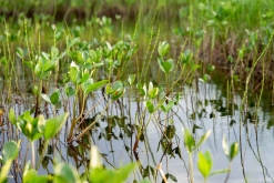 Muddus národní park - Prodloužený víkend v Laponsku (červenec 2022)