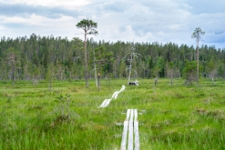 Muddus národní park - Prodloužený víkend v Laponsku (červenec 2022)