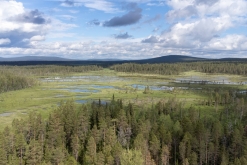 Muddus národní park - Prodloužený víkend v Laponsku (červenec 2022)