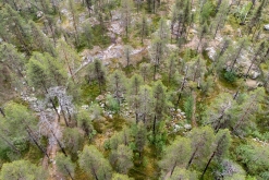 Muddus národní park - Prodloužený víkend v Laponsku (červenec 2022)