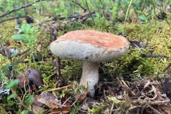 Muddus národní park - Prodloužený víkend v Laponsku (červenec 2022)