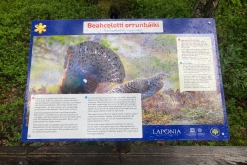 Muddus národní park - Prodloužený víkend v Laponsku (červenec 2022)