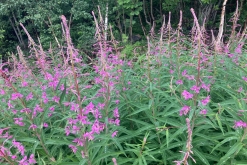 Muddus národní park - Prodloužený víkend v Laponsku (červenec 2022)