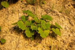 Sassnitz, Rujána - září 2023 (Víkend vlakem po Německu k Baltu)