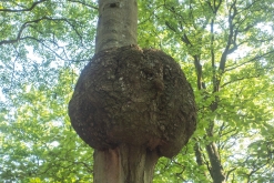 Sassnitz, Rujána - září 2023 (Víkend vlakem po Německu k Baltu)