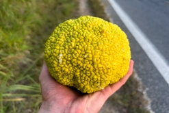 Ancona - říjen 2023