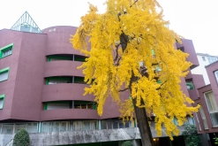 Florencie (prosinec 2022)