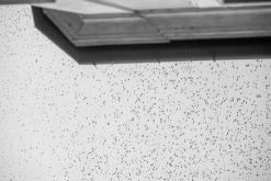 Florencie (prosinec 2022)