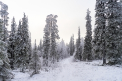 Luosto - listopad 2022