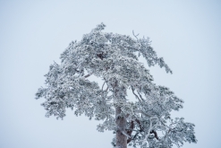 Luosto - listopad 2022