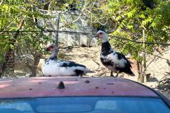 Korfu - Víkend po ostrově (říjen 2024)