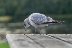 Trondheim - Týden po Norsku (září 2023)