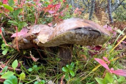 Fredvang - Kvalvika - Kjerkfjorden- Týden po Norsku (září 2023)