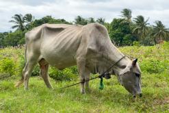 Zanzibar - Týden po Tanzánii (květen 2024)
