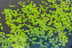 Žernosecké jezero (18. 6. 2023)