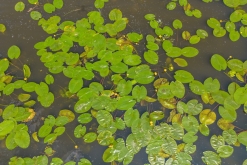 Žernosecké jezero (18. 6. 2023)