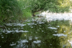 Žernosecké jezero (18. 6. 2023)