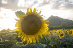 Zřícenina hradu Košťálov - 16.7.2023