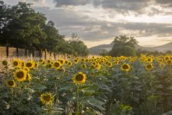 Zřícenina hradu Košťálov - 16.7.2023