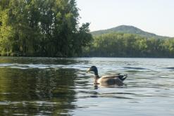 Žernosecké jezero - květen 2022