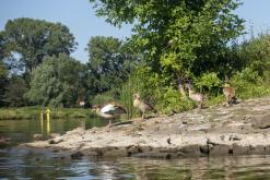 Žernosecké jezero - červen 2022