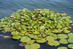 Jezero Milada - červenec 2022