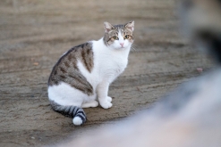 Pafos - Prodloužený víkend po Kypru (listopad 2023)