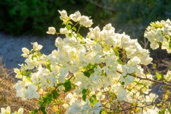 Pafos - Prodloužený víkend po Kypru (listopad 2023)