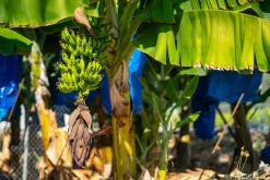 Pafos - Prodloužený víkend po Kypru (listopad 2023)