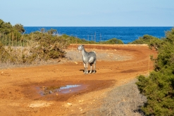 Akamas NP - Prodloužený víkend po Kypru (listopad 2023)