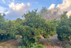 Polis - Prodloužený víkend po Kypru (listopad 2023)