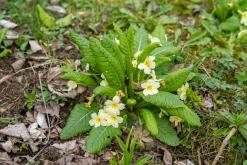 Tour du Mont Blanc - Prodloužený víkend v Alpách (duben 2024)
