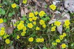 Tour du Mont Blanc - Prodloužený víkend v Alpách (duben 2024)
