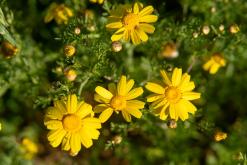 Paralimni - Prodloužený víkend po Kypru (březen 2024)