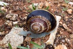 Xylophagou - Prodloužený víkend po Kypru (březen 2024)